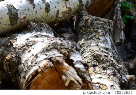 Closeup of firewood from old poplar with rough white bark 78832685