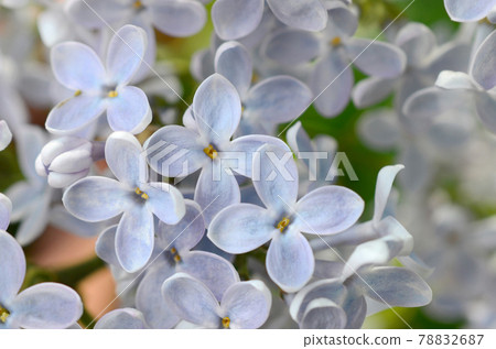 Branches of purple lilac and green leaves. Blooming branch of lilac 78832687