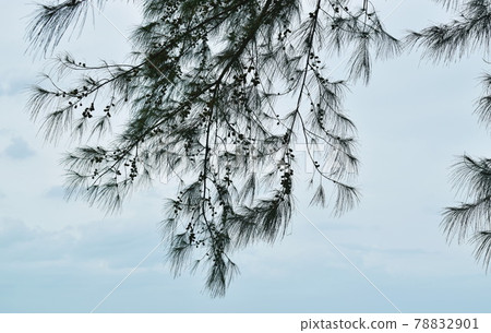 pine tree leaf and seed hanging from branch with sky background at beach 78832901