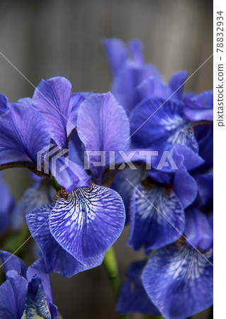beautiful bright blue iris flowers 78832934