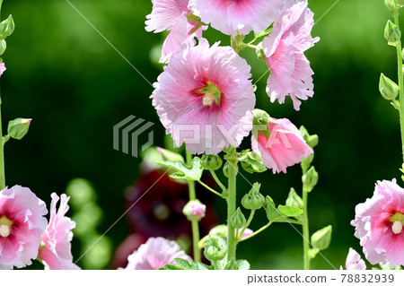 蜀葵 78832939