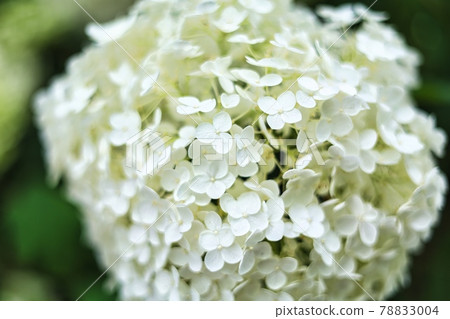 Cute blooming hydrangea during the rainy season in early summer June, white 78833004