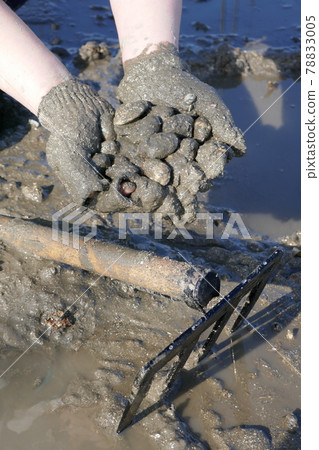 Clam digging (Ariake Sea) Clam digging (Ariake Sea) 78833005