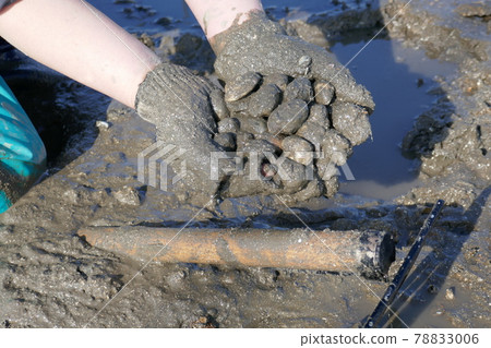 Clam digging (Ariake Sea) Clam digging (Ariake Sea) 78833006