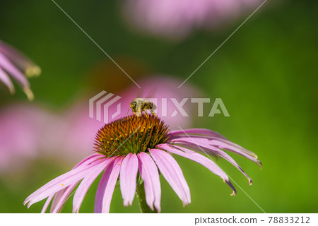 紫錐菊和蜜蜂 紫錐菊和蜜蜂 78833212