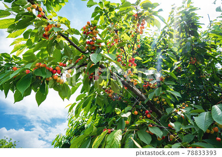 branch with cherries. harvest of berries and fruits. branch with cherries. harvest of berries and fruits. 78833393