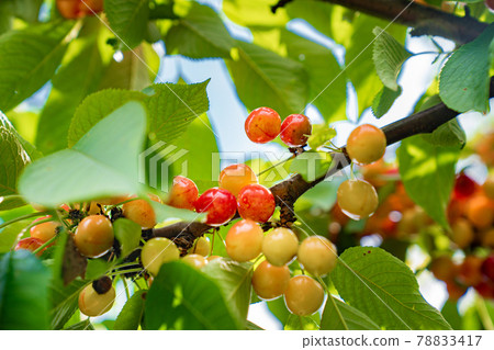 branch with cherries. harvest of berries and fruits. branch with cherries. harvest of berries and fruits. 78833417