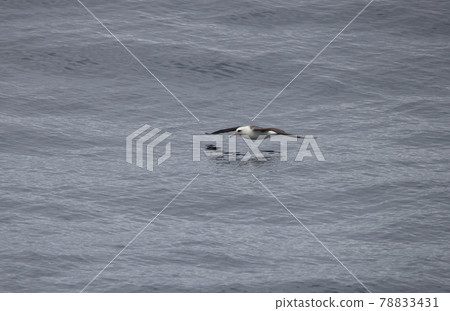 Laysan albatross flying over the sea Laysan albatross flying over the sea 78833431