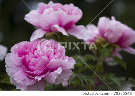 牡丹園裡開著鈕扣花。這朵粉紅牡丹的名字是花木素。 78833548