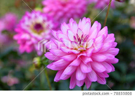 Dahlia flower 78833808