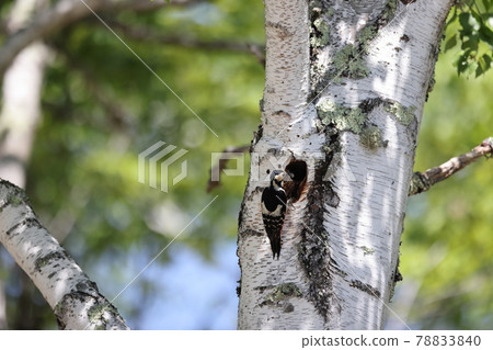 Great spotted woodpecker feeding chicks in burrows Great spotted woodpecker feeding chicks in burrows 78833840