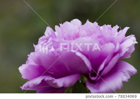 Purple peony flowers are in bloom in the peony garden. The name of this button is Fuji Kamata. 78834069