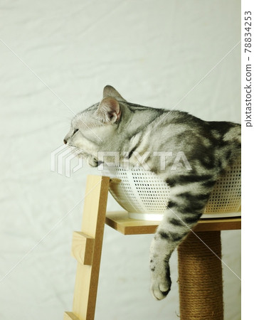 cute short hair young AMERICAN SHORT HAIR breed kitty grey and black stripes home cat laying in white basket on cat furniture making unhappy funny face closeup selective focus blur background cute short hair young AMERICAN SHORT HAIR breed kitty grey and black stripes home cat laying in white basket on cat furniture making unhappy funny face closeup selective focus blur background 78834253