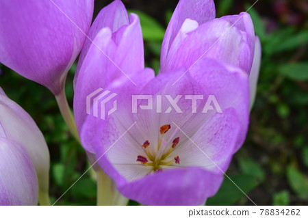 Colchicum The Giant 78834262