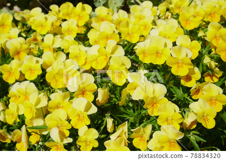 Viola in full bloom in the sun ~ 3: 2 version 78834320