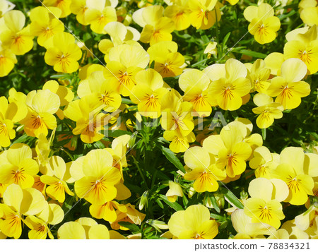 Viola in full bloom in the sun Viola in full bloom in the sun 78834321