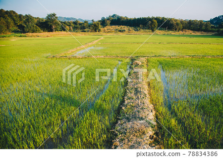 Selective focus on footpath beside baby green rice field for agricultural concept 78834386