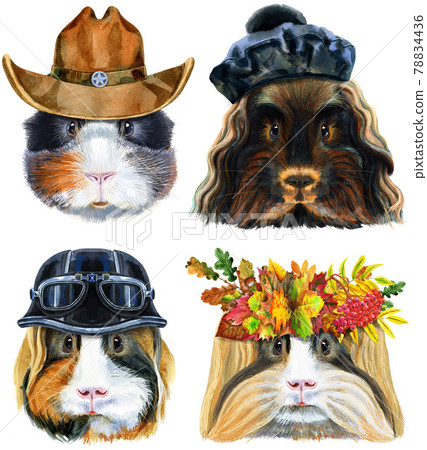 Watercolor portraits of Guinea Pigs on white background Watercolor portraits of Guinea Pigs on white background 78834436