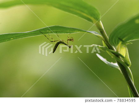 幼蟲幼蟲在竹葉後等待獵物 1 78834595