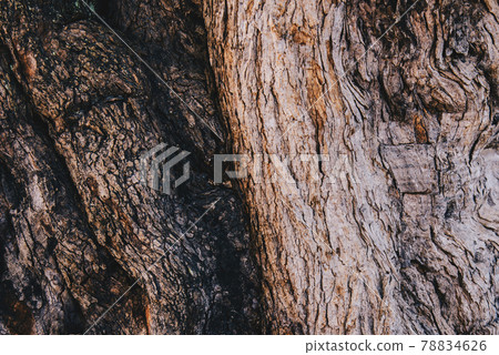 Close up detail texture of skin bark tree pattern for background design concept Close up detail texture of skin bark tree pattern for background design concept 78834626