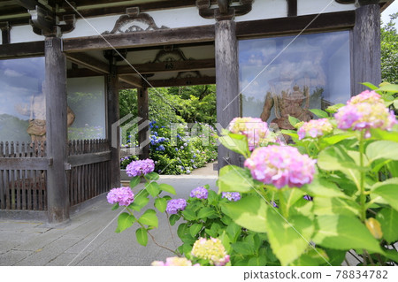 Tanshu Ajisaidera Hydrangea in full bloom Tanshu Ajisaidera Hydrangea in full bloom 78834782