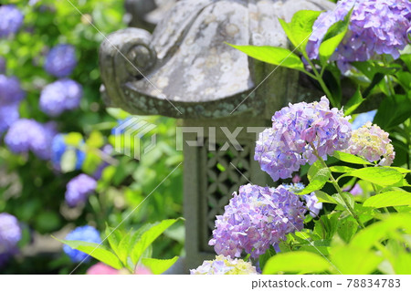 Tanshu Ajisaidera Hydrangea in full bloom Tanshu Ajisaidera Hydrangea in full bloom 78834783