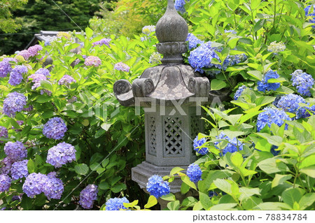 Tanshu Ajisaidera Hydrangea in full bloom Tanshu Ajisaidera Hydrangea in full bloom 78834784
