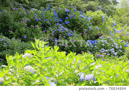 Tanshu Ajisaidera Hydrangea in full bloom Tanshu Ajisaidera Hydrangea in full bloom 78834804