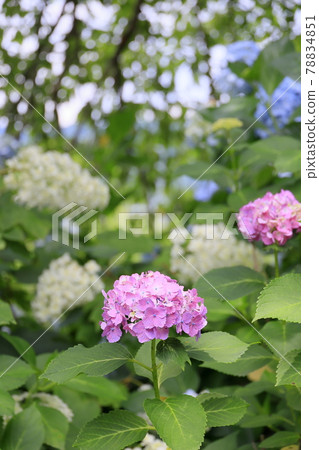 Tanshu Ajisaidera Hydrangea in full bloom Tanshu Ajisaidera Hydrangea in full bloom 78834851