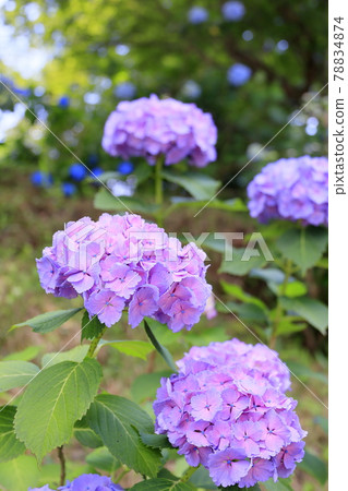 Tanshu Ajisaidera Hydrangea in full bloom 78834874