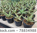 Group of small Faucaria tuberculosa cactus in the small black plastic pot for prepare plant in the garden 78834988