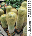 Group of small Eriocactus leninghausii cactus in the small plastic pot for prepare plant in the garden 78834989
