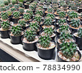 Group of small Echinopsis calochlora green cactus in the small black plastic pot for prepare plant in the garden 78834990