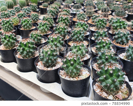 Group of small Echinopsis calochlora green cactus in the small black plastic pot for prepare plant in the garden 78834990