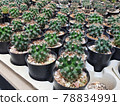 Group of small Echinopsis calochlora green cactus in the small black plastic pot for prepare plant in the garden 78834991