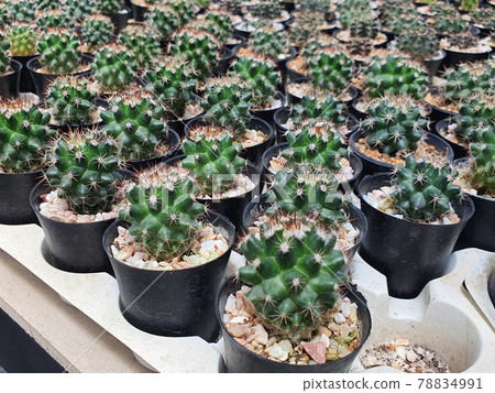 Group of small Echinopsis calochlora green cactus in the small black plastic pot for prepare plant in the garden Group of small Echinopsis calochlora green cactus in the small black plastic pot for prepare plant in the garden 78834991