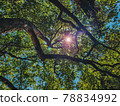 Green leaves with sunray shining through between tree branches in the fresh forest with the top angle view 78834992