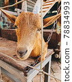 Brown smiling goat with the steel fence in the organic farm 78834993
