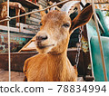 Brown smiling goat with the steel fence in the organic farm 78834994