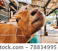 Brown smiling goat with the steel fence in the organic farm focus on the nose 78834995