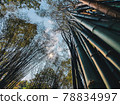 Ant view angle under green bamboo forest for concept design 78834997