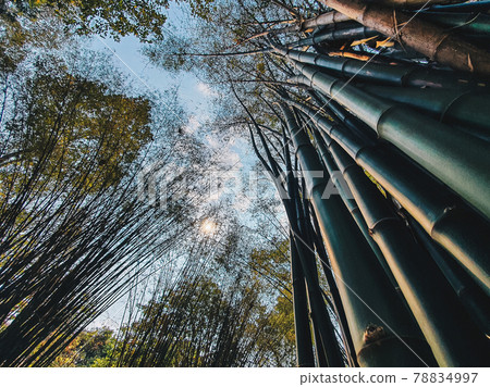 Ant view angle under green bamboo forest for concept design 78834997
