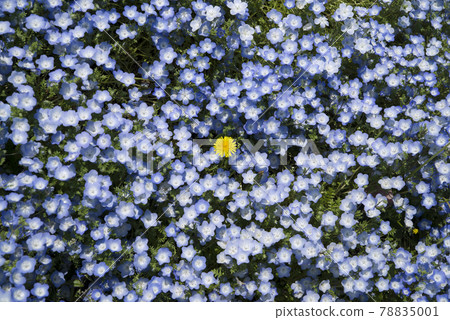 The blue flowers of Nemophila are in bloom. The scientific name is Nemophila. 78835001