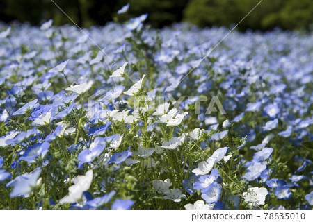 Nemophila 的藍色花朵正在盛開。學名是Nemophila。 Nemophila 的藍色花朵正在盛開。學名是Nemophila。 78835010