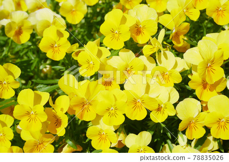 Viola in full bloom in the sun ~ 3: 2 version Viola in full bloom in the sun ~ 3: 2 version 78835026