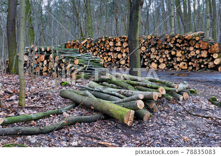 Timber Harvest Tree Logs In Forest 78835083