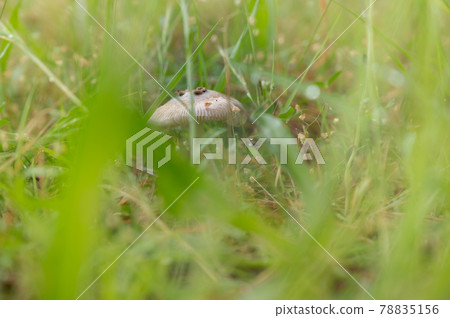 蘑菇 蘑菇 78835156