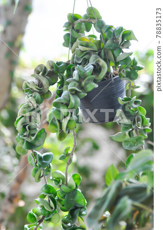 Hoya carnosa compacta,Hoya Compacta 78835173