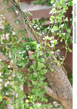 Dischidia sp or Dischidia and ficus pumila, climbing fig 78835174