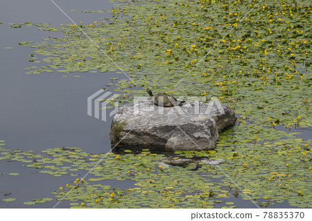 A turtle is basking in the warm sun on a rock in the river. 78835370